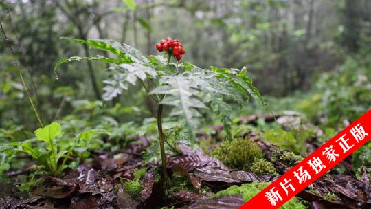 采挖中草药野生三七