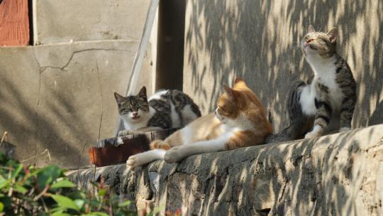 可爱猫咪4K实拍镜头