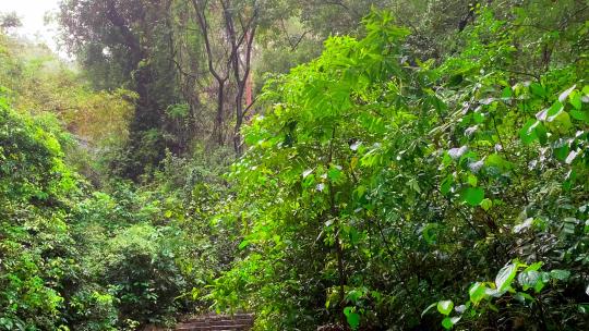 下雨登山山林