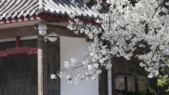 济南五龙潭，春季樱花植物盛开洁白如雪