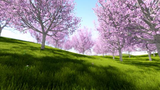 天的粉色树樱花苹果园