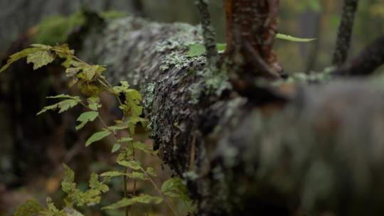 树植物阳光树林大自然春风唯美树叶植物希望