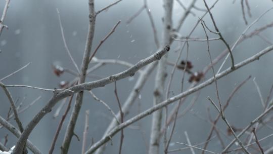 冬天冬季下雪飘雪树脂实拍空镜