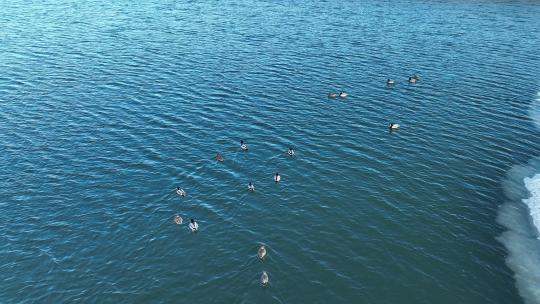 航拍冰岸湖面水中候鸟水鸭子绿头鸭