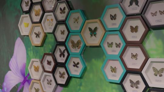 许多蝴蝶标本展览展示视频素材模板下载