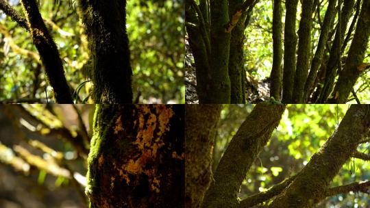 4K唯美森林绿色苔藓阳光树叶高清在线视频素材下载