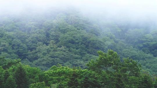 森林茂盛的山间云雾缭绕_4K