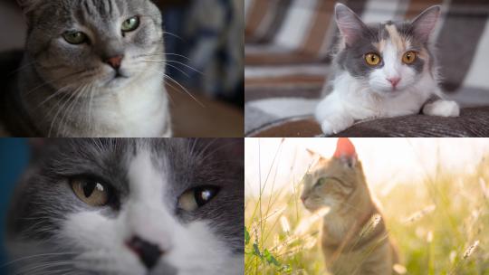 【合集】猫 小猫 猫玩耍 可爱小猫视频素材模板下载