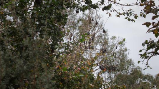 许多果蝠倒挂在树上睡觉，刮风的日子，远景，马夫拉，维克托