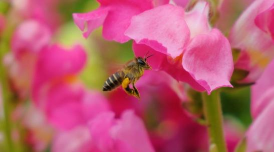 蜜蜂飞舞采蜜采花蜜 金鱼草花丛中