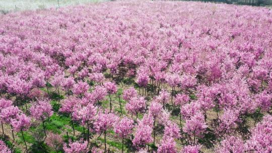 航拍春天盛开的樱花树林