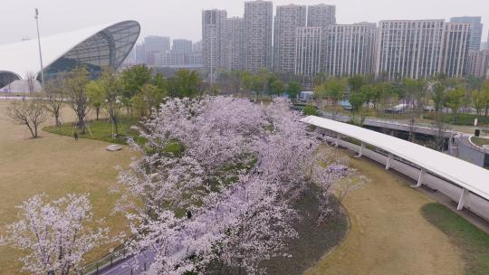 杭州大运河亚运公园樱花大道曲棍球场航拍