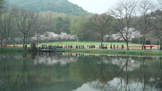 杭州太子湾湖水边樱花盛开游人如织