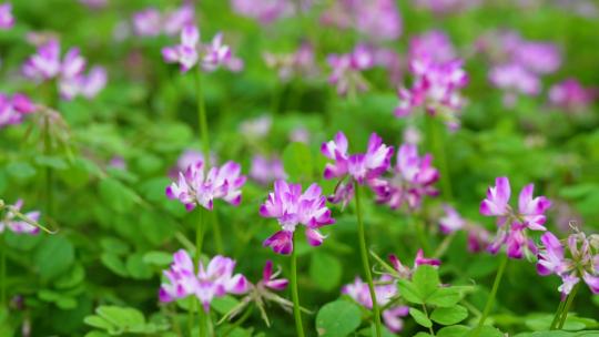 春天田野草地上的紫云英慢动作特写镜头