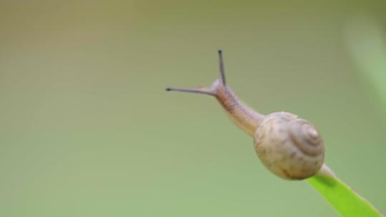 绿色自然小清新蜗牛爬行-立夏