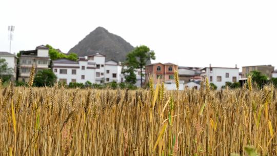 小麦麦田丰收农业粮食粮仓麦子麦粒播种种子视频素材模板下载