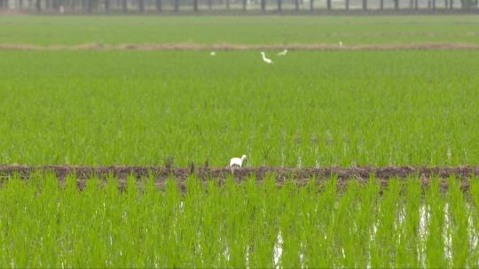 水稻田里的白鹭