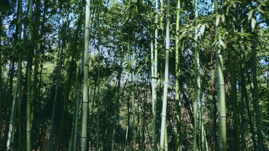 春天的竹林竹子高清在线视频素材下载