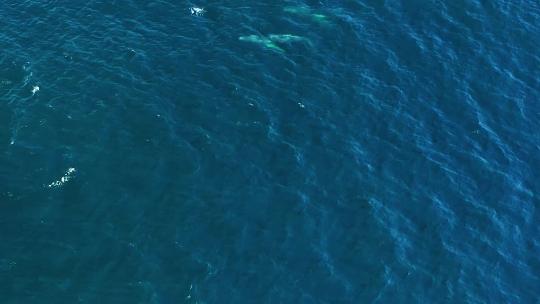 鲸鱼在清澈的蓝色海水中游泳4