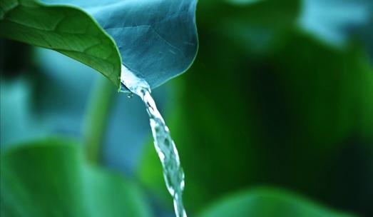 【合集】夏季荷塘荷叶雨滴慢镜头空镜