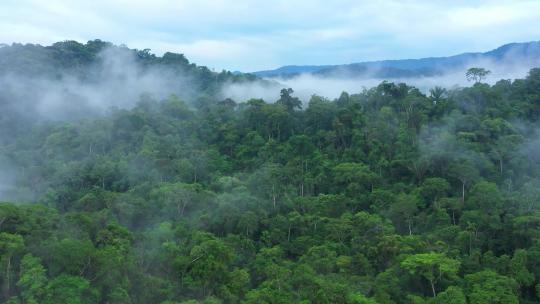 热带雨林迷雾森林绿色森林雾气森林