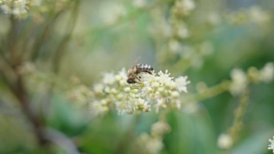 【正版素材】蜜蜂采蜜