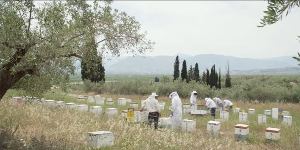 养蜂人收割蜂蜜