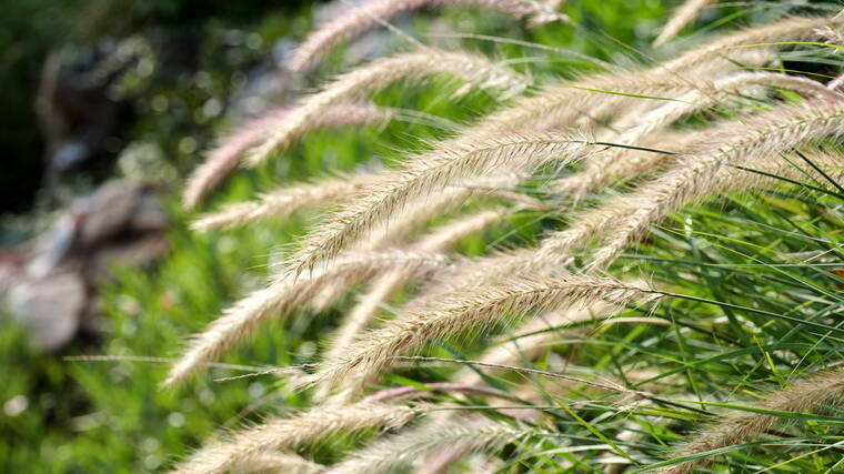 野外草丛狗尾巴草空镜头