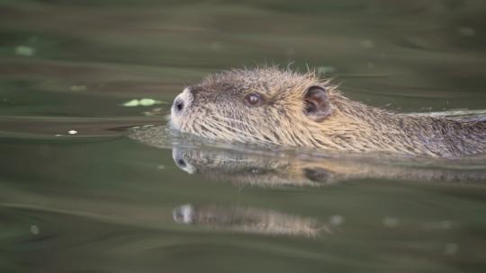 河狸鼠在湖中游泳