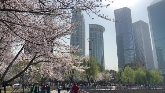 武汉西北湖游人赏樱花升格
