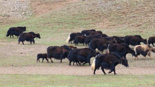 青藏高原 高海拔 牧场 放牧 牦牛