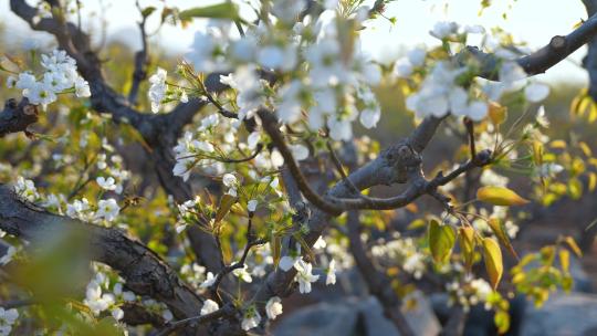 早上拍摄的山区的梨花开放 百年梨树视频素材模板下载
