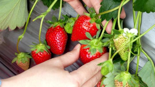 大棚种植草莓采摘视频素材模板下载