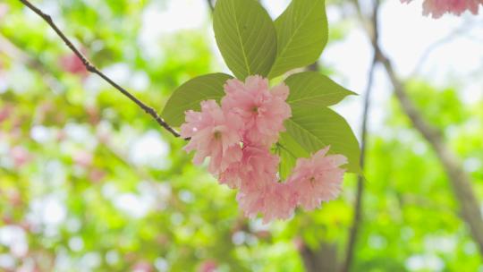 唯美春季花朵日本晚樱温暖治愈