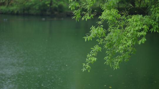 春天杭州花港观鱼阴雨天植物绿色自然