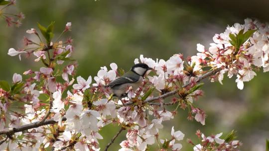 自然风光 樱花树上的小鸟春天来了