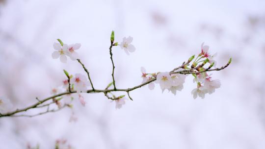 春天樱花花季视频素材模板下载
