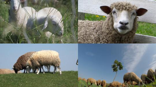 【合集】绵羊吃草畜牧业羊群