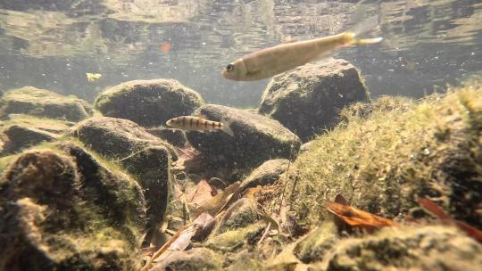 一群小鱼在清澈的溪流中游来游去