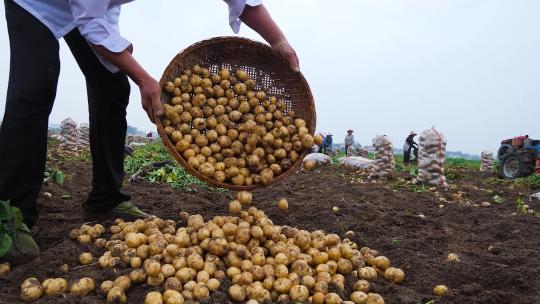 土豆收获