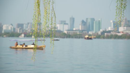 杭州西湖边的柳树发芽了 小船缓缓驶过