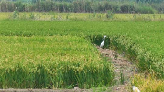 水稻梯田种植大米稻米秧苗插秧视频素材模板下载