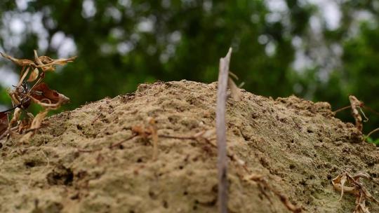 【原创实拍】一个蚂蚁窝密密麻麻的蚂蚁