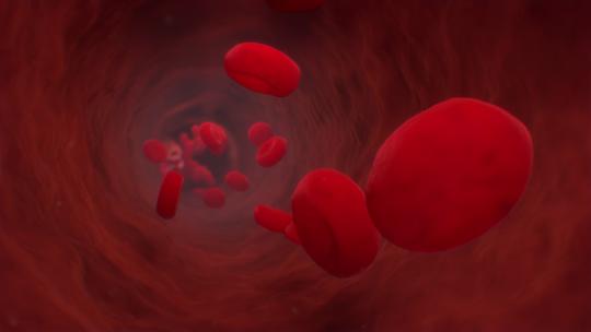 血液血管中的红细胞