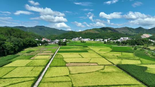 万亩水稻稻田农业耕地