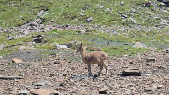四川甘孜那玛峰大本营奔跑的野生岩羊盘羊