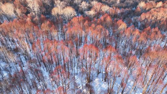 航拍4K早春雪原红柳林