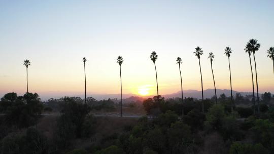 日落下的棕榈树