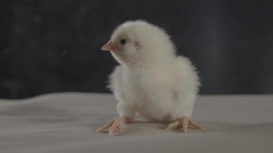 一只小鸡崽可爱的小鸡LOG