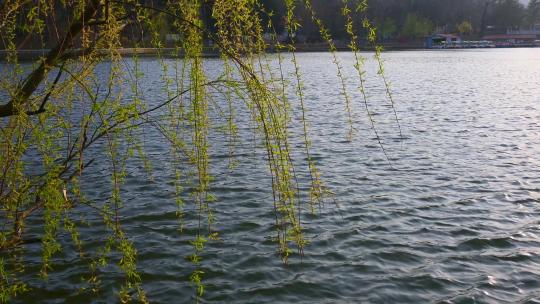 春天湖边的柳树柳枝随风摇曳焕发活力